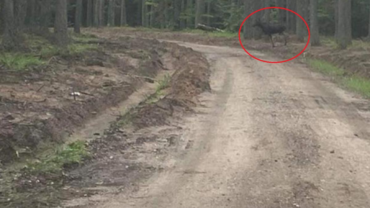Nowy mieszkaniec na terenie Leśnictwa Mokre