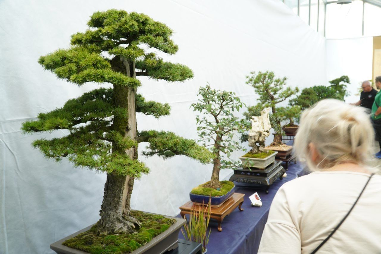 Na wystawie można było obejrzeć najpiękniejsze okazy bonsai