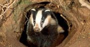 Wygłodniały borsuk odkrył skarb z czasów Imperium Rzymskiego