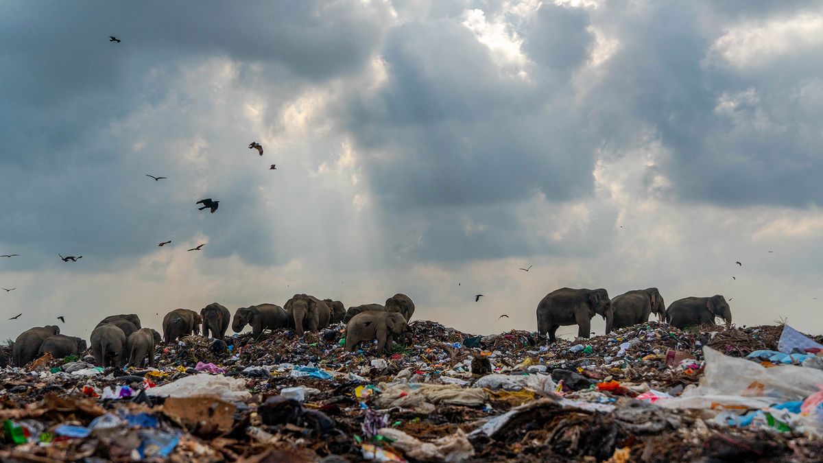 Słonie na wysypisku śmieci. Zdjęcie podbiło serca jurorów 1