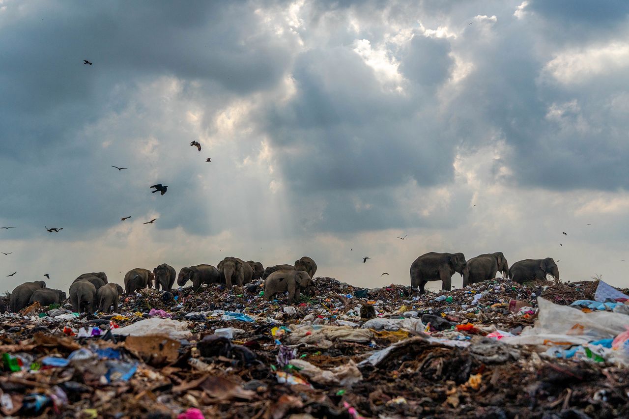 Słonie na wysypisku śmieci. Zdjęcie podbiło serca jurorów