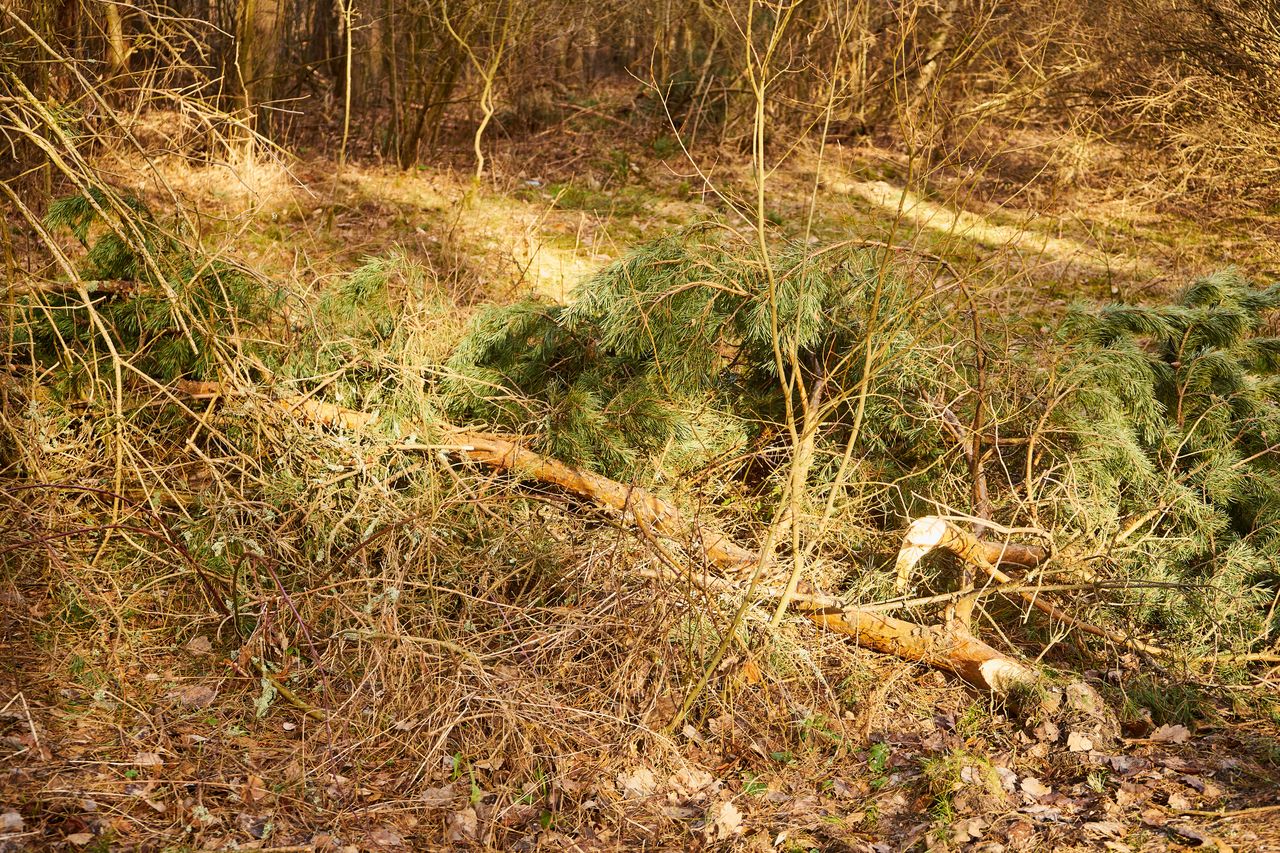 Głogów: Przy pomniku Żołnierzy Wyklętych wiatr wyłamał wielkie drzewo. Spadło tuż obok alei z popiersiami