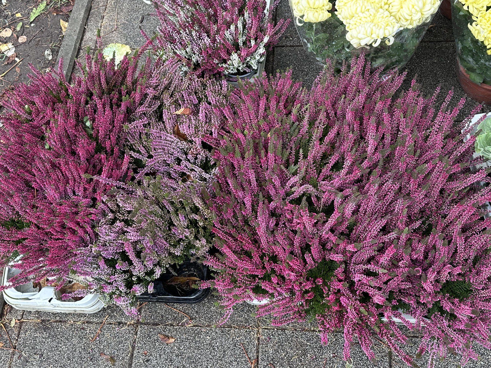 Znicze, wkłady, wiązanki sztuczne i żywe kwiaty. Zobaczcie, co można kupić przy kieleckim Cmentarzu Starym