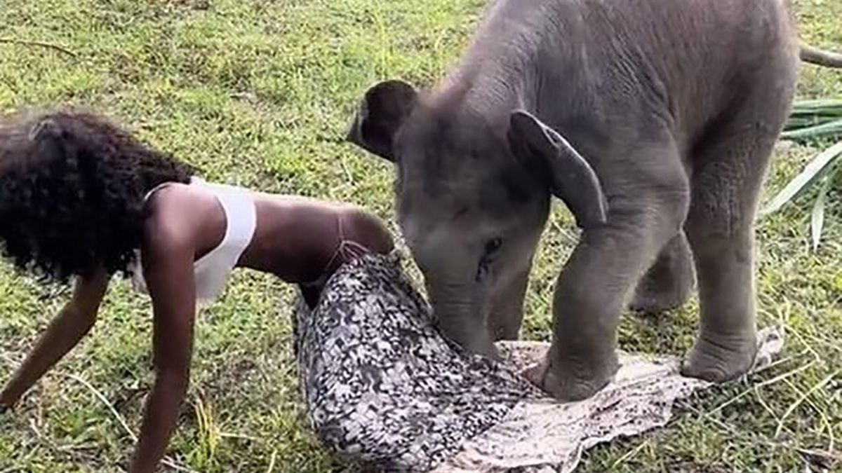 Młody słonik zerwał spódnicę amerykańskiej modelce Megan Milan 