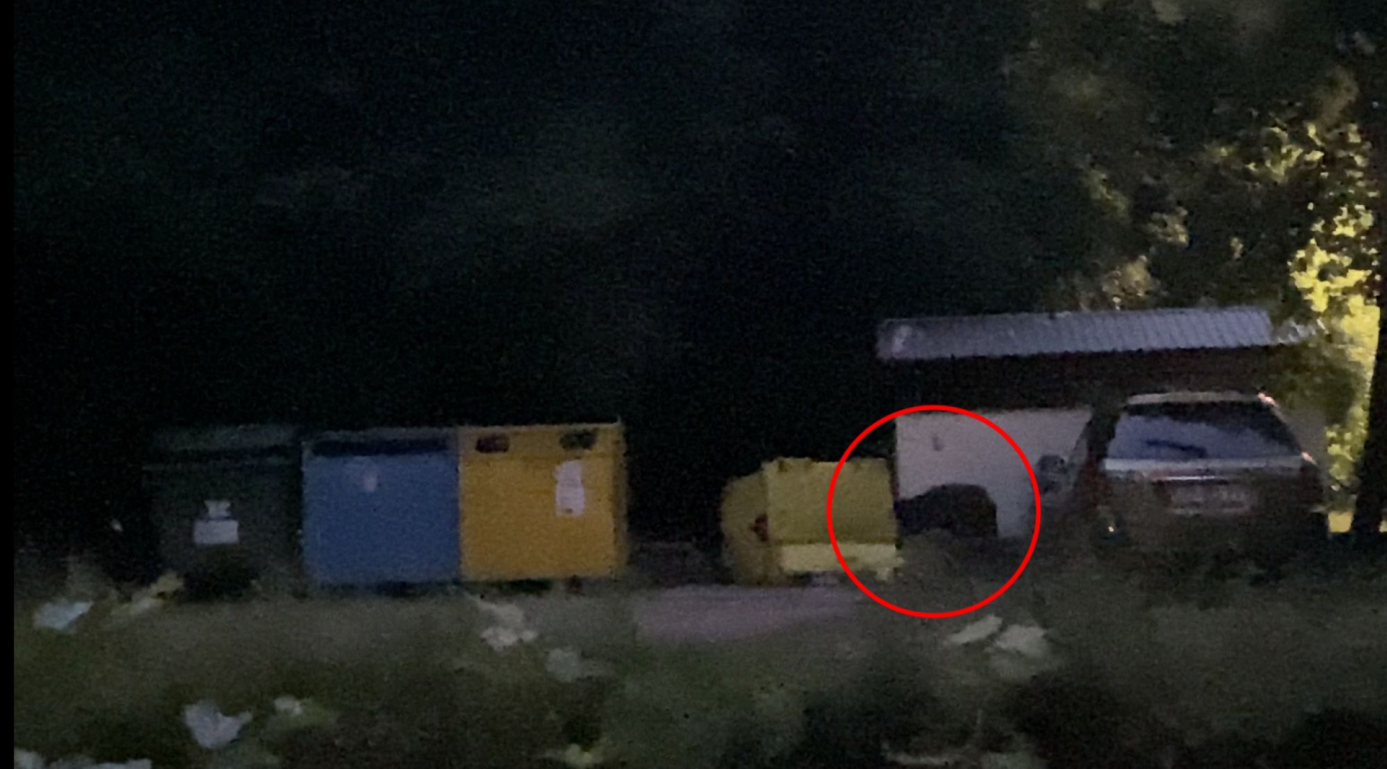 Dziki wywracają kontenery ze śmieciami 