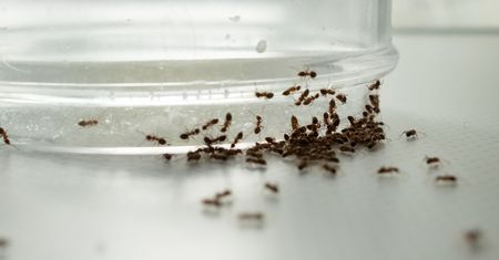Weź z kuchennej szafki i rozsyp. Mrówki będą uciekać w popłochu