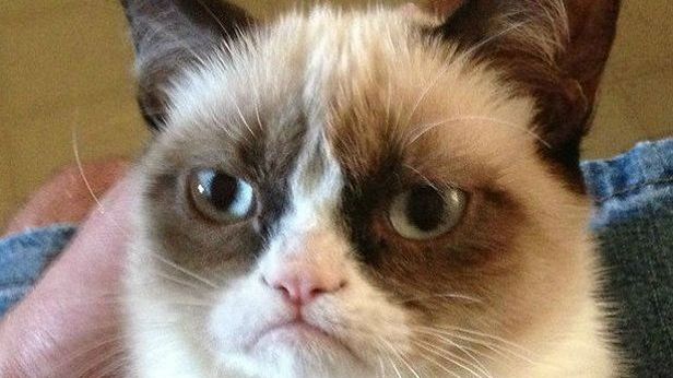 WTF dnia: Zrzędliwy kot niszczy swój wizerunek. A może wcale nie? [zdjęcie] 1