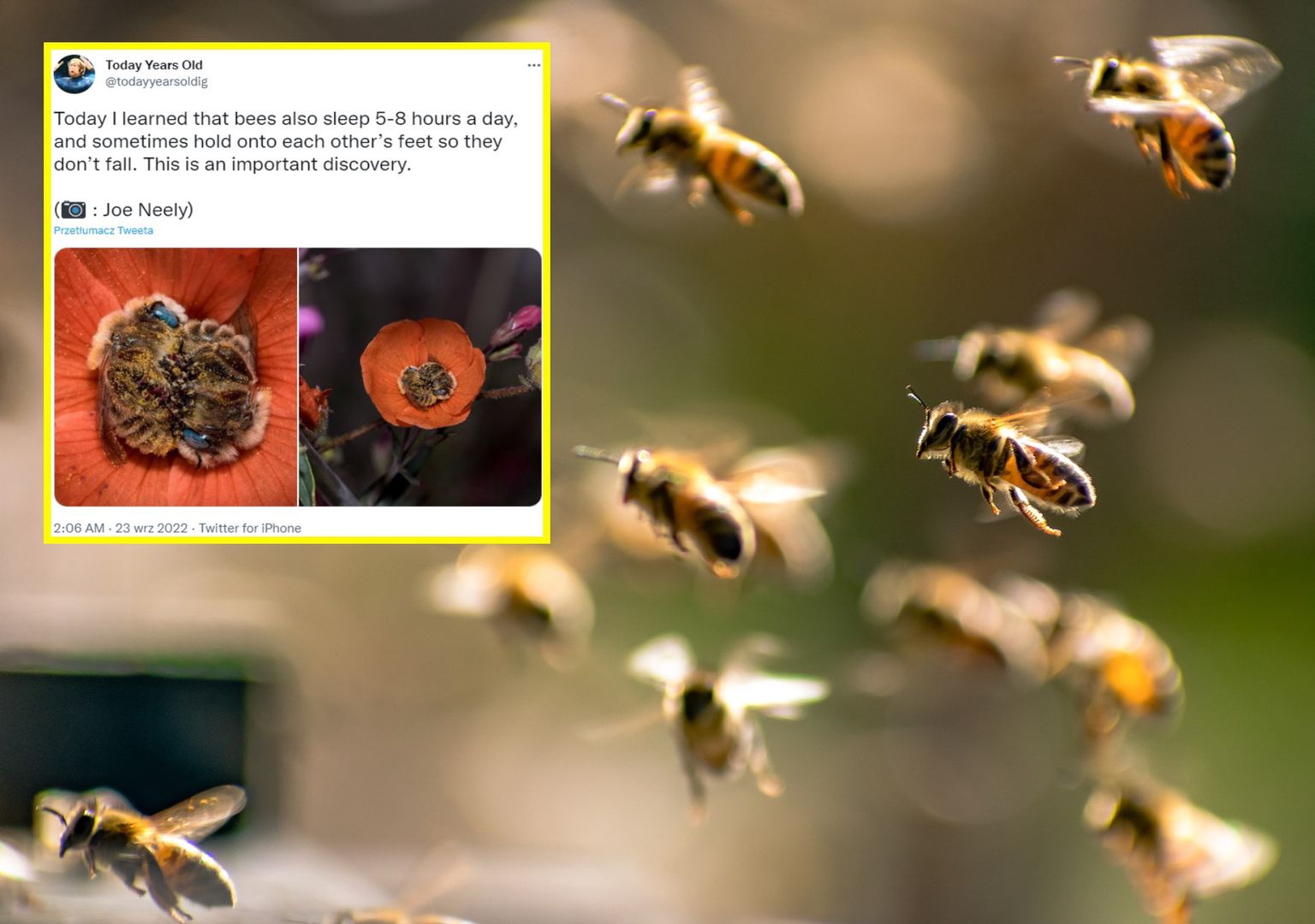 Tego o pszczołach nie wiedzieliście. Padniecie z rozkoszy