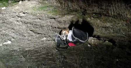 Wsadził psa do torby i wyrzucił z auta. Policja poszukuje sprawcy