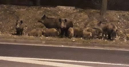 Stado dzików przy ruchliwej ulicy. Nie reagowały na przejeżdżające auta