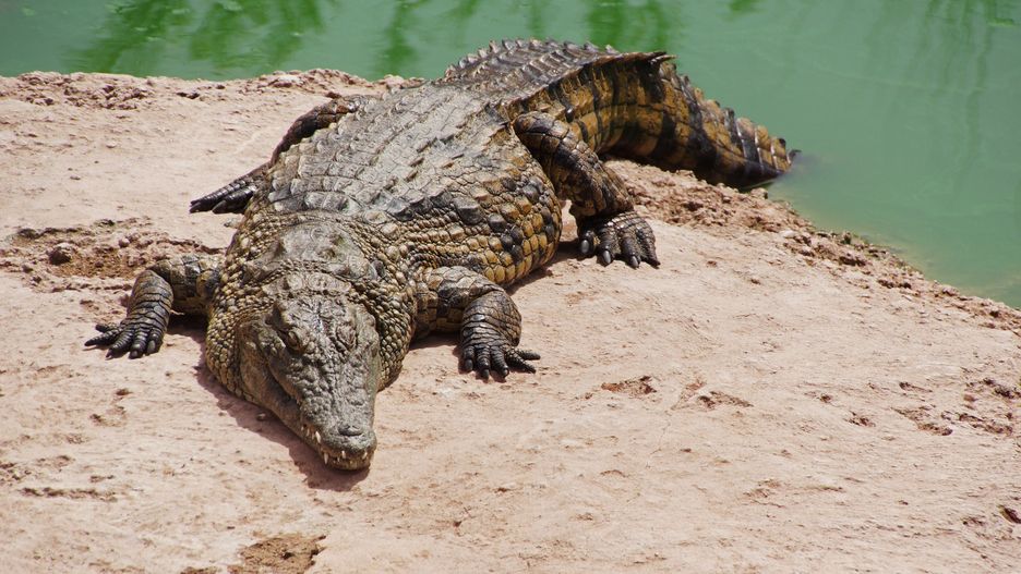 Krokodyle występują w Azji, Afryce, obu Amerykach i Australii. 
