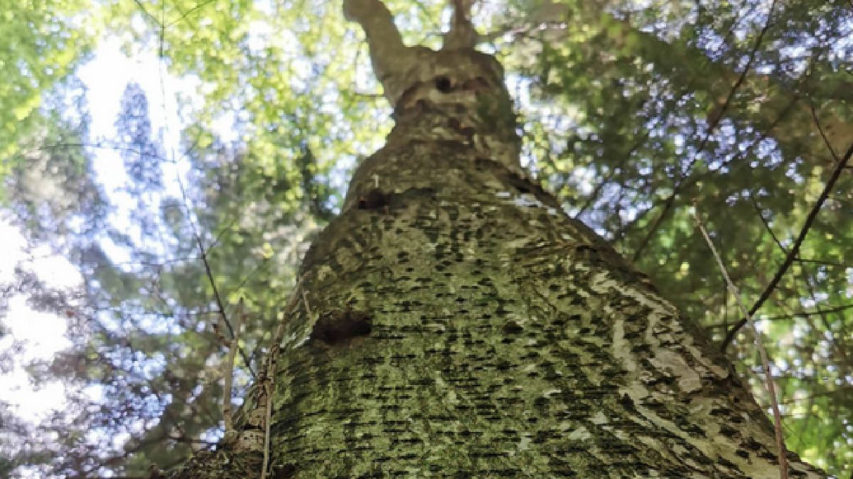 Nadleśnictwo Strzyżów Lasy Państwowe pokazało niezwykłą jarzębinę.