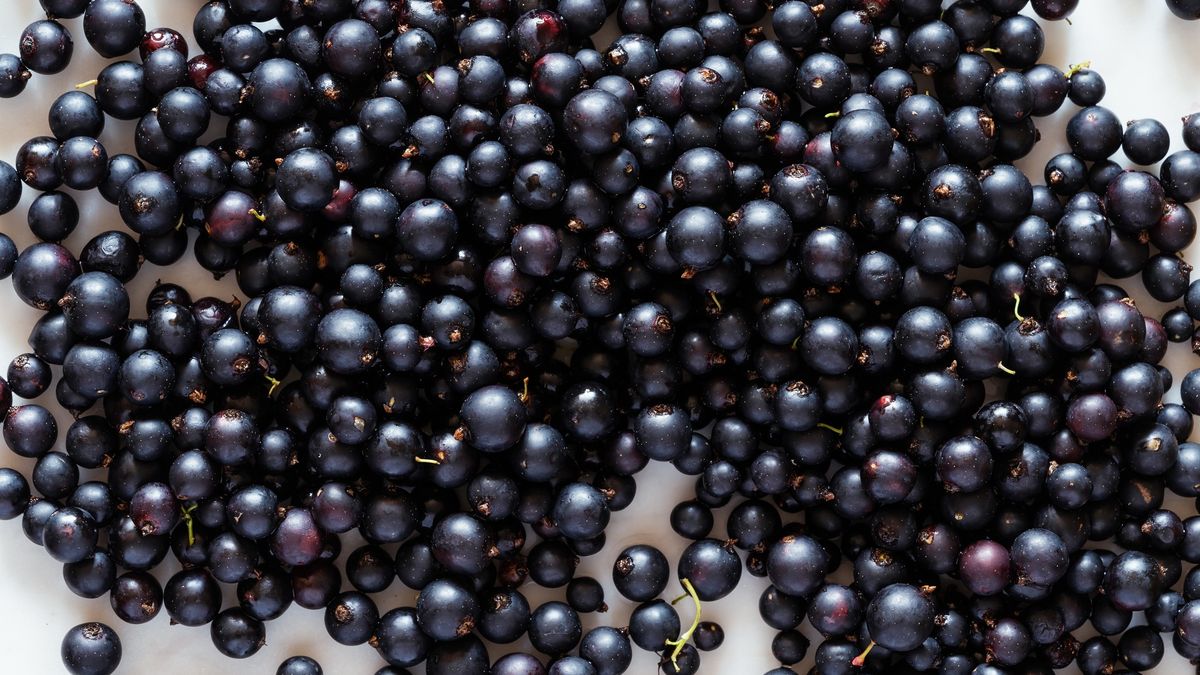 Background of fresh summer black currants
Background of fresh summer black currants. Ripe organic berries fruits viewed from above, close up
istetiana