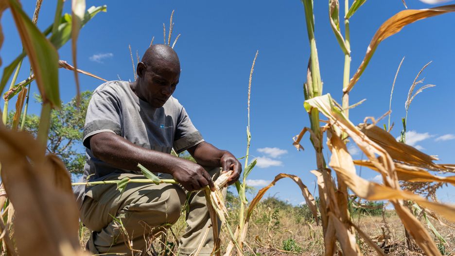 Drought destroys local farmer's harvest in Zambia
epa11231961 Local farmer Kaunga Ngoma looks at his maize field affected by drought in Mazabuka, Southern Province, Zambia, 20 March 2024. Ngoma grows maize for home consumption. His yield in 2023 was ten bags (50kg), but this season will yield no bags as he lost this year's harvest to the drought. He said one bag of maize, once taken to the mill, can last over a month, but now he will have to purchase millie, which is quite expensive for him to buy at the current price of 14 USD for 25kg. The dry spell from mid-January due to El Nino conditions and climate change is affecting most of the central and southern half of Zambia, leaving 1 million hectares of maize destroyed, almost half of the country's maize cultivation, according to the United Nations (UN).  EPA/CHONA MWEMBA 
Dostawca: PAP/EPA.
CHONA MWEMBA