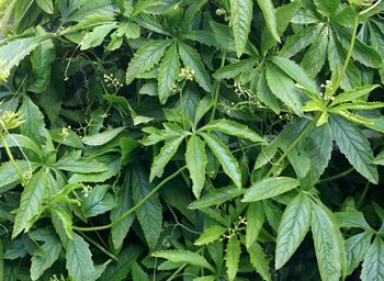 Posadź zamiast tui. "Zielony mur" będzie uginać się od owoców