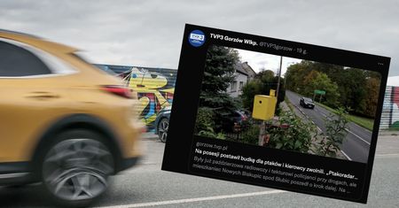 Kierowcy zwalniają przed budką dla ptaków. W Nowych Biskupicach stanął "ptakoradar"