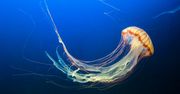 Inwazja meduz. Naukowcy wskazali kierunek ekspansji