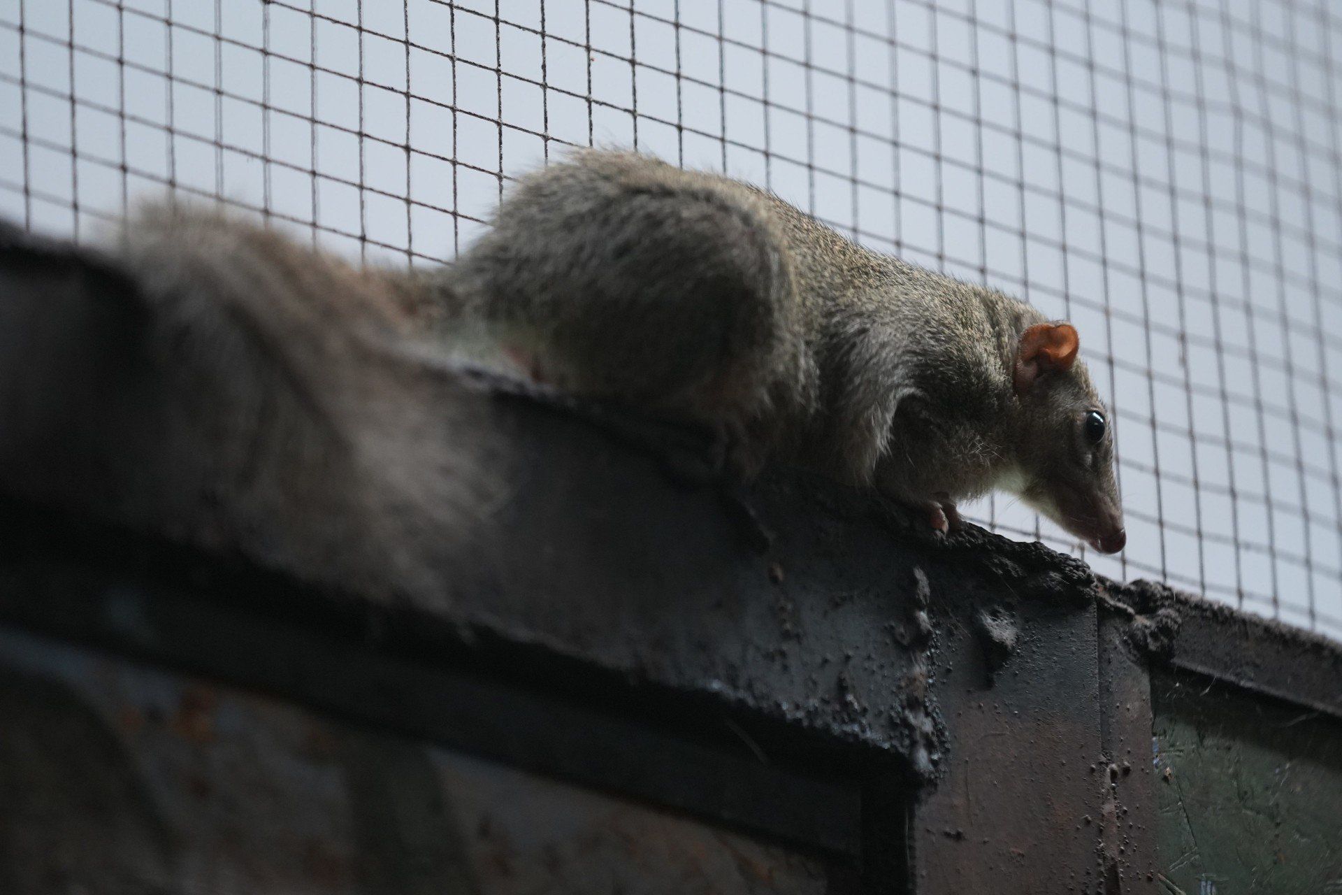 Tupaje w toruńskim zoo
