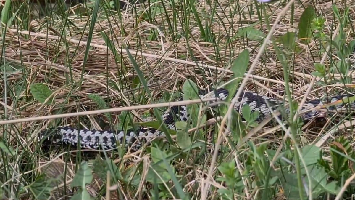 Żmije zygzakowate są teraz najbardziej aktywne. Co zrobić, gdy dojdzie do ukąszenia?
