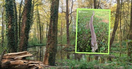 "Wyjątkowe znalezisko". Ma aż 130 cm. Leśnicy zauważyli przypadkiem