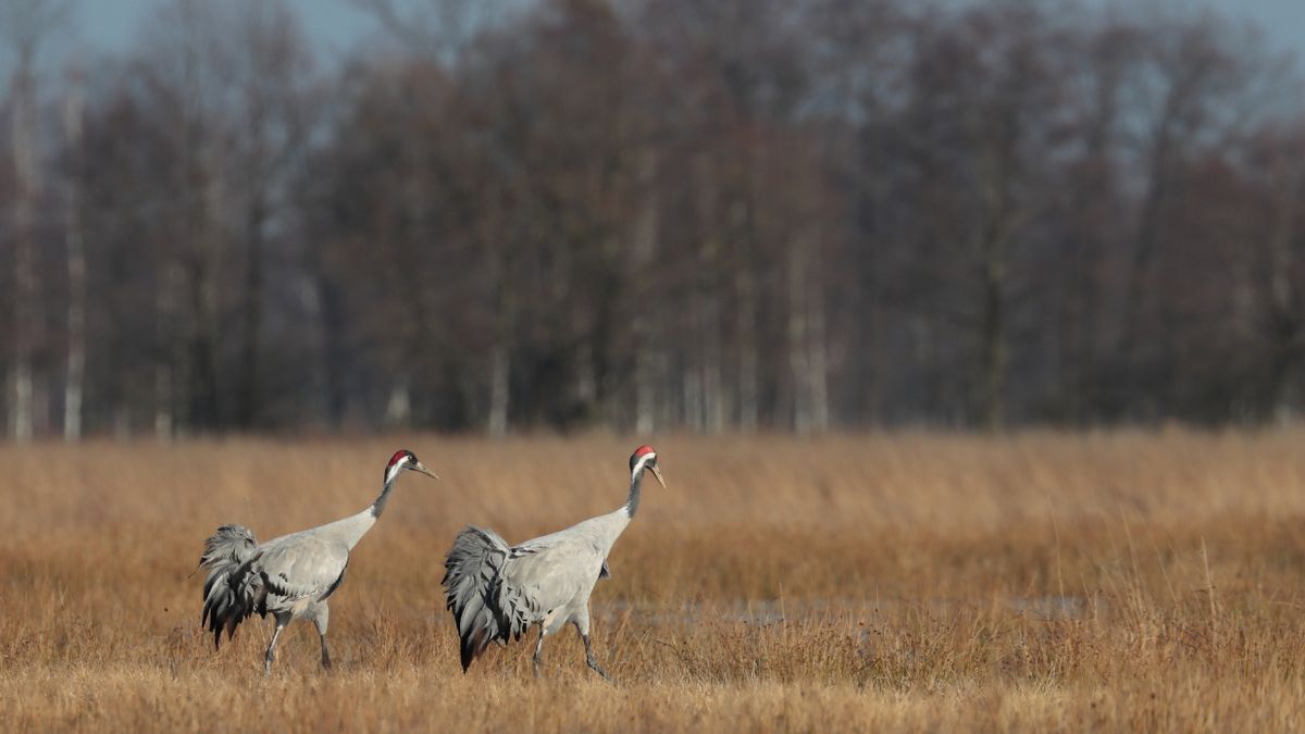 Żurawie można spotkać na polach i łąkach w Polsce
