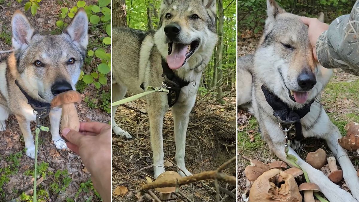  Pies Pranko pomaga w wyszukiwaniu grzybów 