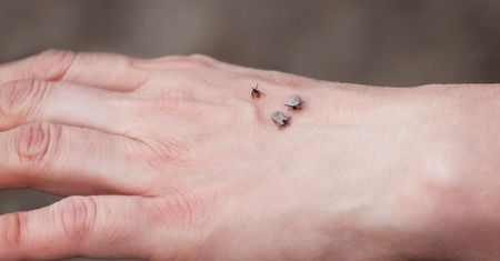 Naukowcy biją na alarm. Rośnie liczba rozpoznań choroby z Lyme