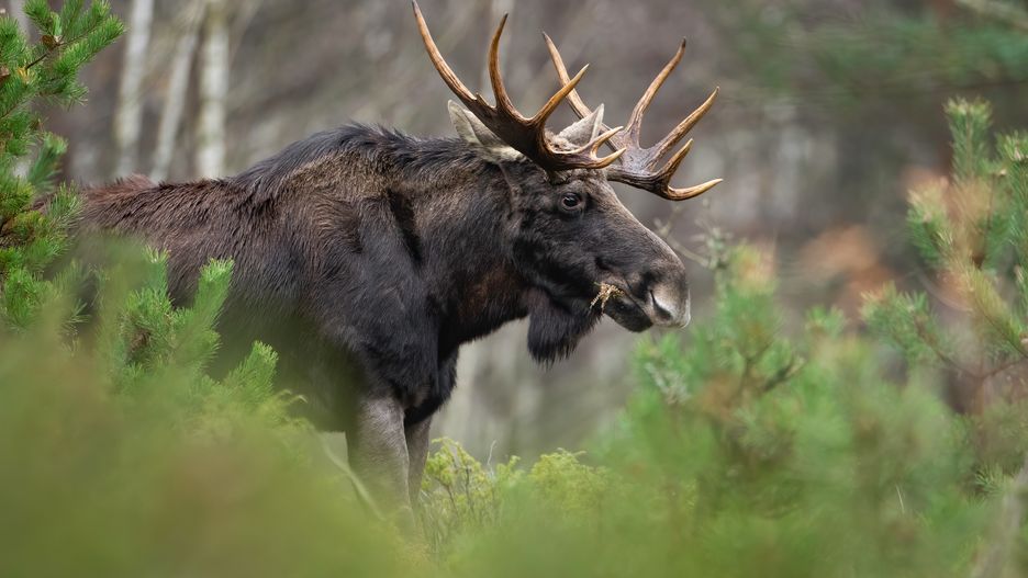 Łosie coraz częściej można spotkać na terenach zabudowanych