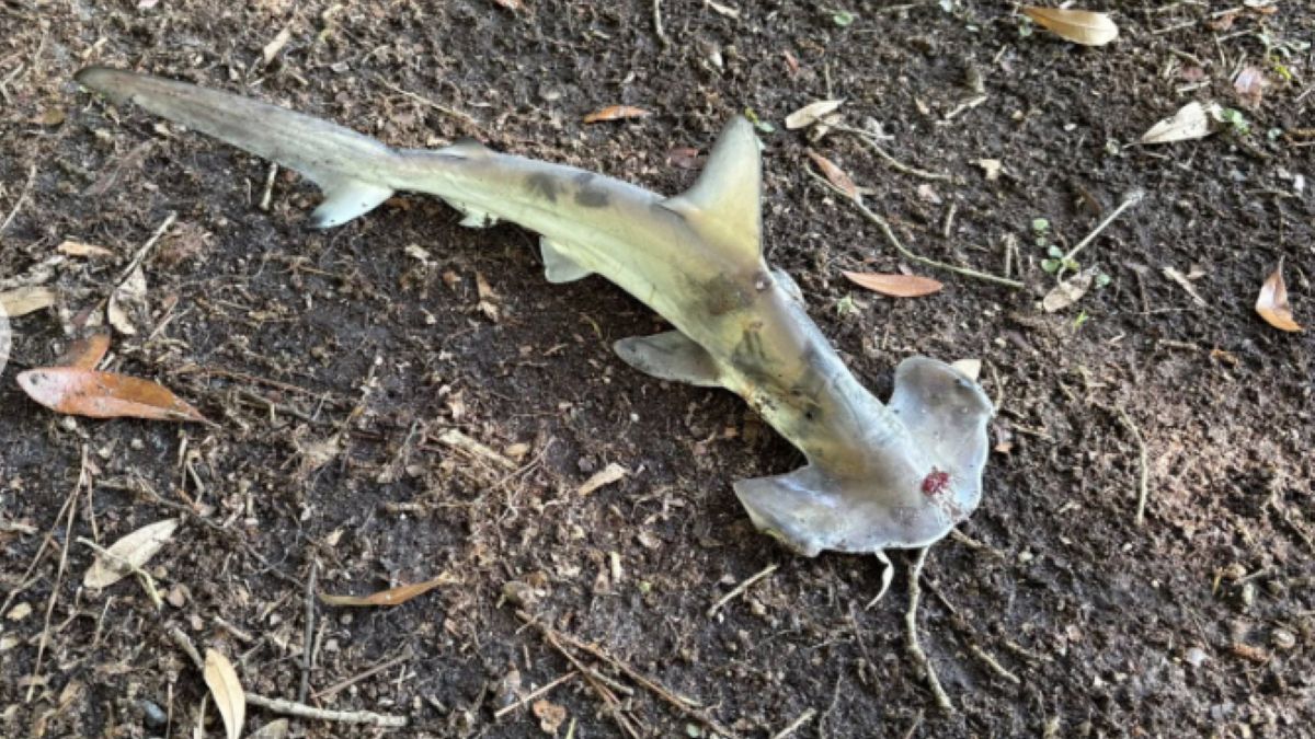 Rekin spadł na pole golfowe