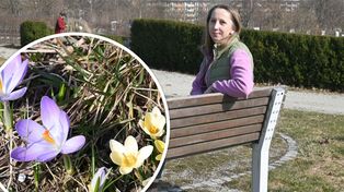 Kielce: W Ogrodzie Botanicznym już czuć wiosnę. Kwitną pierwsze kwiaty i krzewy. Można podziwiać narcyzy, przebiśniegi i krokusy.