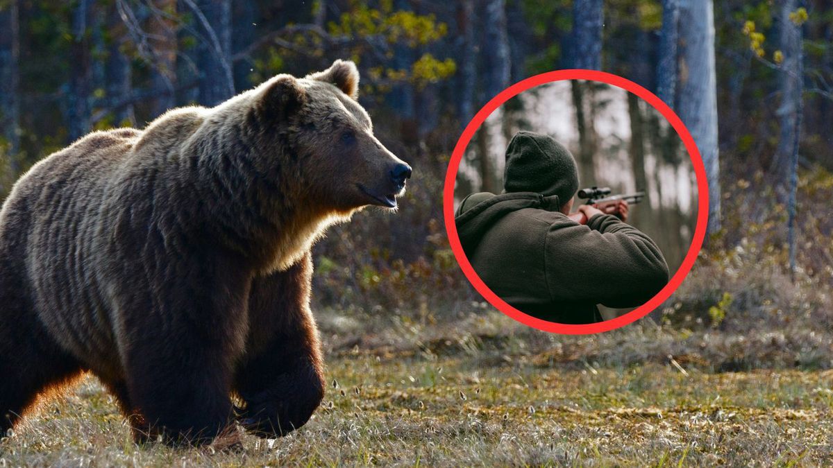 GDOŚ pozwala na odstrzał. Leśnik tłumaczy