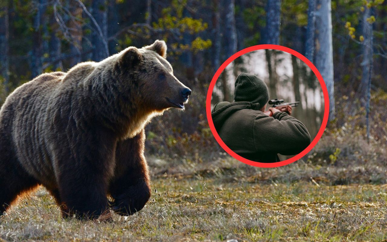 Niedźwiedzie "nie wychodzą ze wsi". Zgoda na odstrzał w Bieszczadach. Leśnik tłumaczy