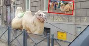 Tego się nie spodziewali. Ulicami Wrocławia spacerował wielbłąd