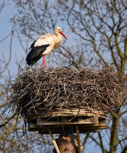 Bociany 2023. Pierwsze ptaki wróciły do Polski