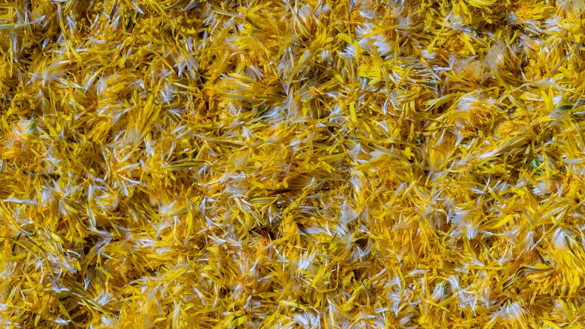 Kwiaty mniszka lekarskiego