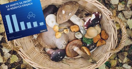 Polskie grzybobranie warte miliardy. Ale potęgą wcale nie jesteśmy