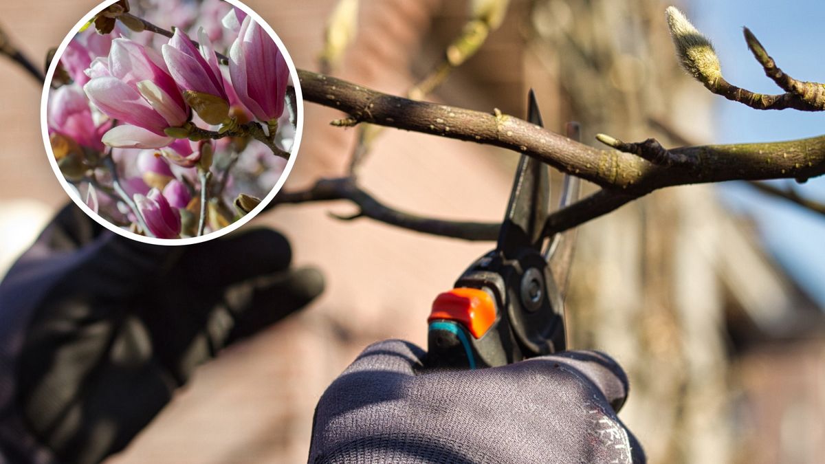Kiedy przycinać magnolie?