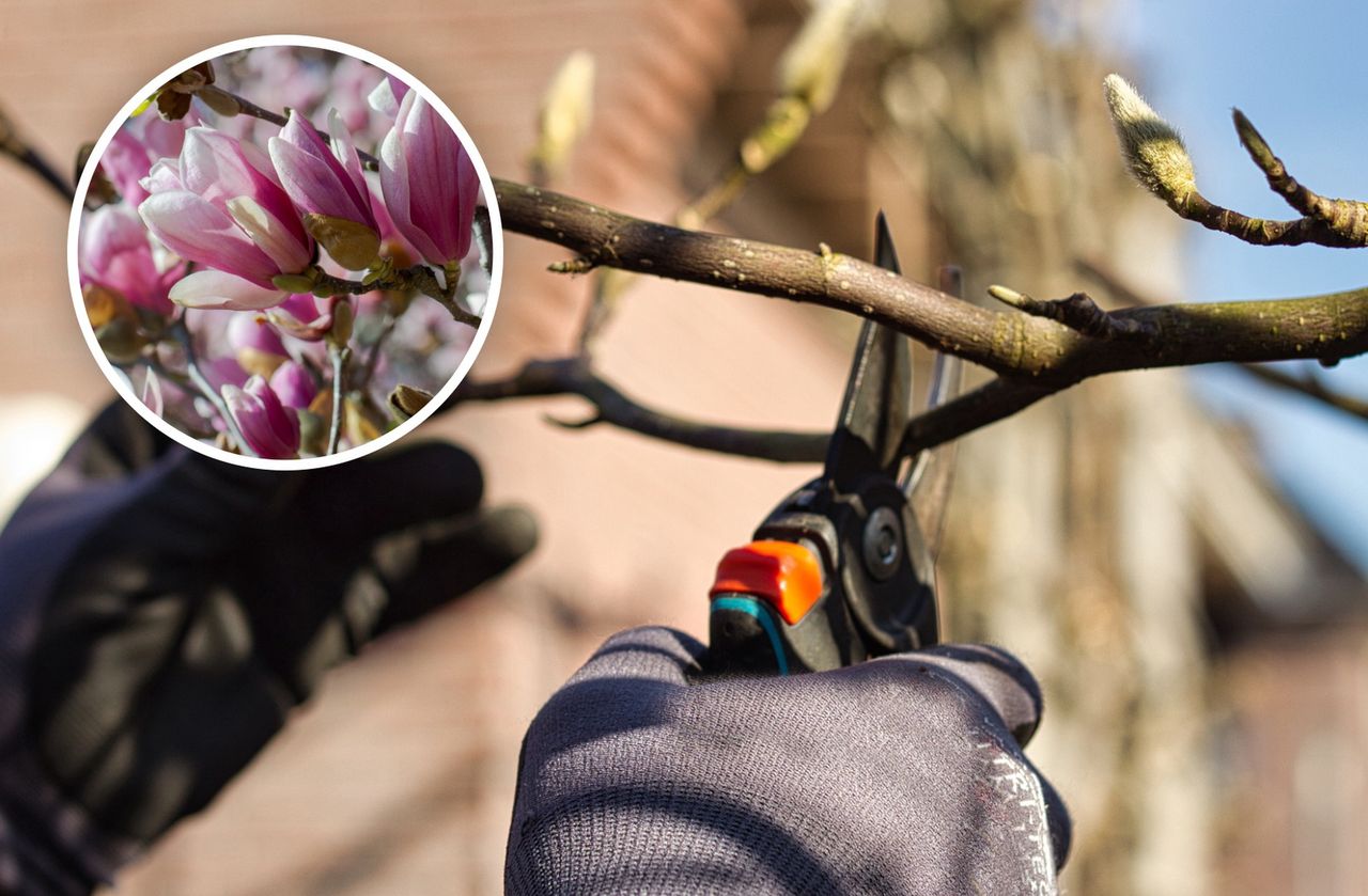 Kiedy przycinać magnolie? Wiele osób robi ten błąd