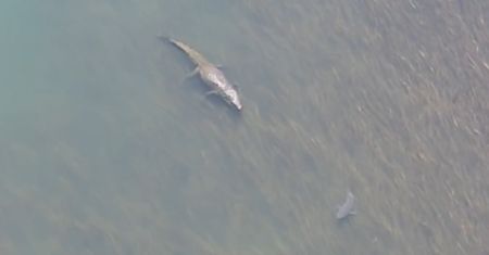 Aligator kontra żarłacz. Nietypowe spotkanie