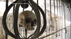 Kaplica św. Brygidy w Gdańsku. Odkryli kryptę z setkami czaszek