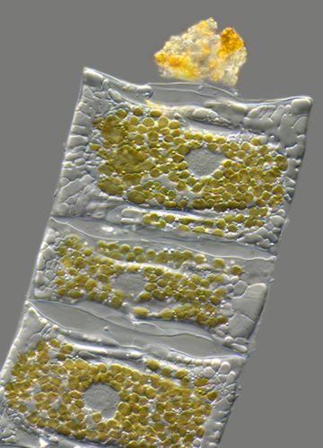 Mikrocuda na zwycięskich zdjęciach w konkursie Olympus BioScapes 9