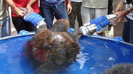 Yuu-chan - Prawdziwy żółw ninja (wideo) 1