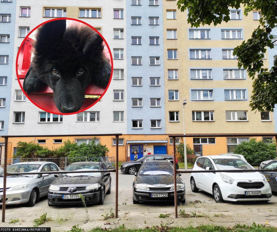 Awantura o imię. Żąda przeprosin za to, jak sąsiadka nazwała psa