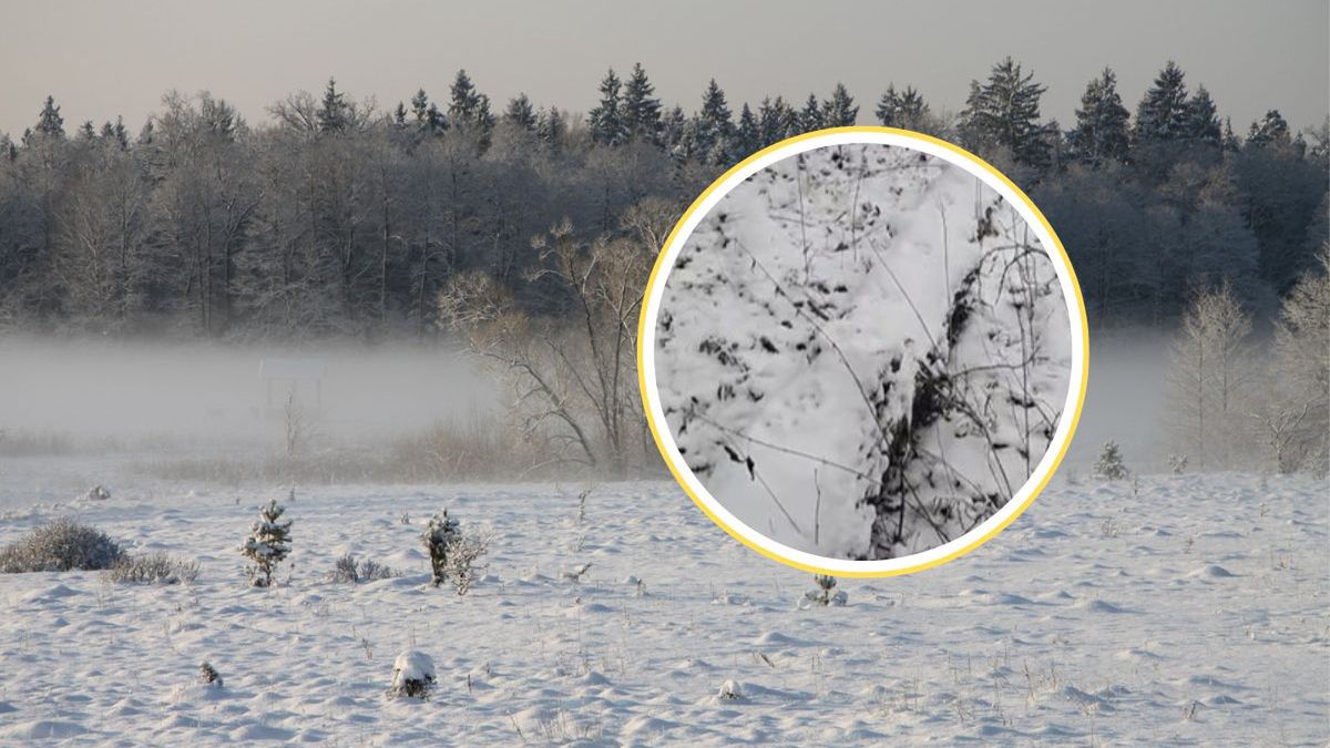 Świeże tropy rysia w noworoczny poranek