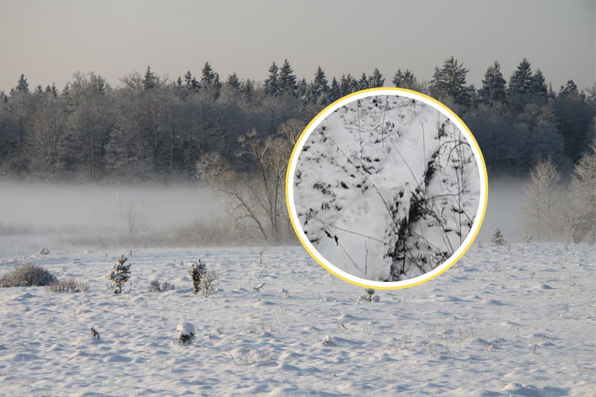 Leśnicy wyszli na obchód. Nagle je zauważyli. "Śnieg odsłonił"
