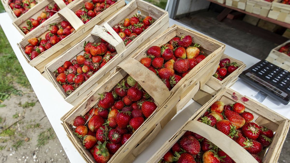 reporter_baza_2022-05
24.05.2022 Elblag N/z sprzedaz truskawek w kobialkachFot. Stanislaw Bielski/REPORTER
Stanislaw Bielski/REPORTER