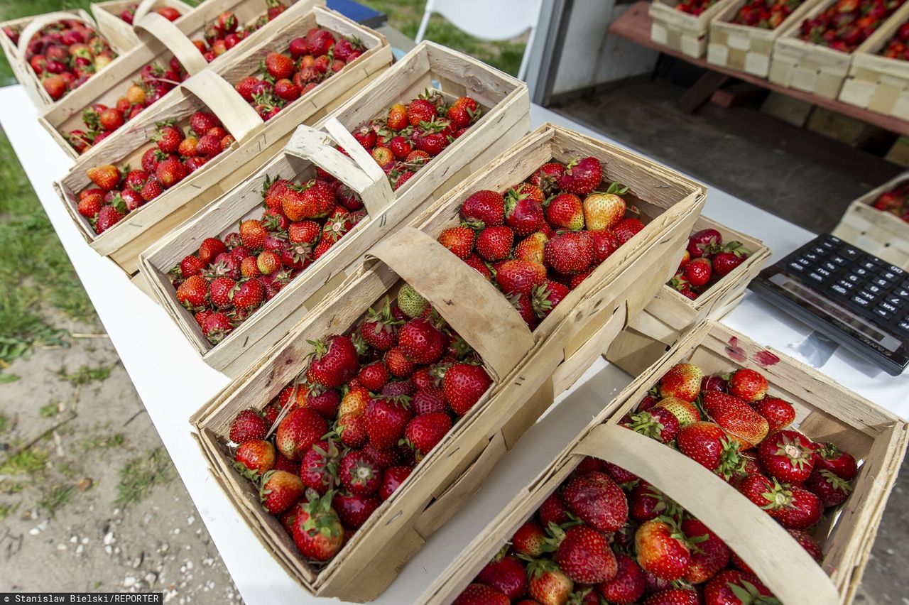 Polscy plantatorzy truskawek w potrzasku. To może być niezwykle tani sezon