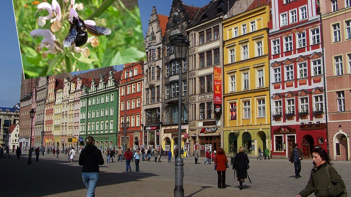 Czarna pszczoła powróćiła na Dolny Śląsk