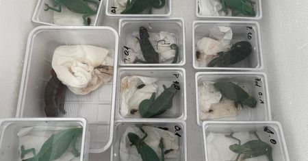 Miał legwana i gekona. Policja szybko wkroczyła do akcji