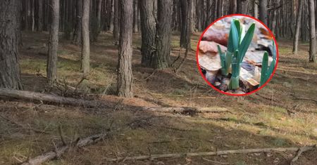 To się dzieje w Bieszczadach. Zdziwiony leśnik aż chwycił za telefon